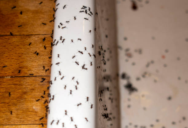 Best Wasp Removal Services  in Dundee, NY