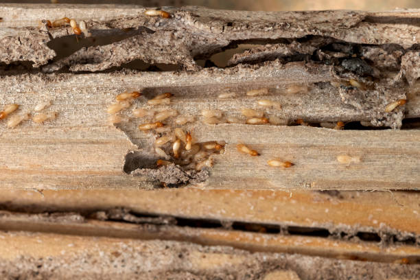 Best Mosquito Control Services  in Dundee, NY