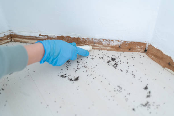 Dundee, NY Pest Control Company