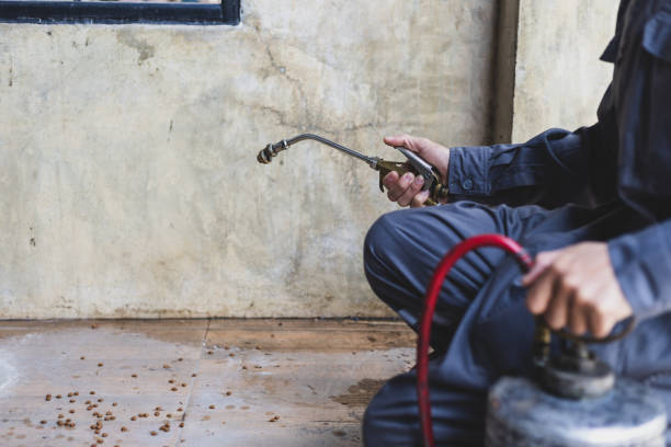 Wasp Removal Services in Dundee, NY